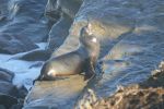 PICTURES/La Jolla Cove - Seals & Sea Lions/t_P1000197.JPG